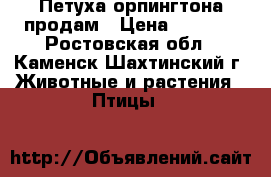 Петуха орпингтона продам › Цена ­ 1 500 - Ростовская обл., Каменск-Шахтинский г. Животные и растения » Птицы   